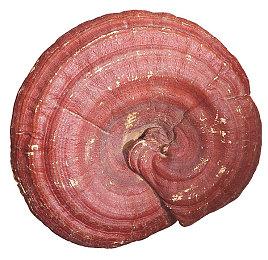 新里程碑！Switch全球销量现已超过1.5亿